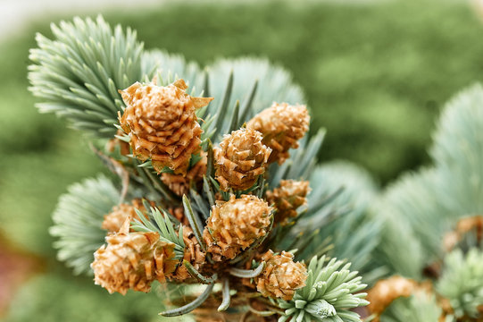 young cones on spruce