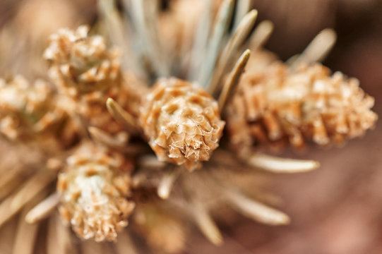 young cones on spruce
