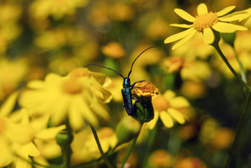 bug on yellow flower