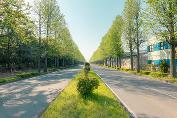 新緑の郊外の大通りの樹木