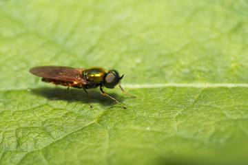 Foto macro in giardino