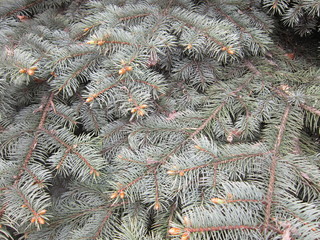 Naklejka na ściany i meble Pine branches in spring, in May. Blue spruce.