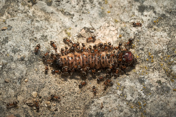 Foto macro in giardino.
Il corso della natura.