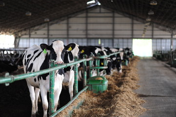 farming and animal husbandry concept - herd of cows eating hay in cowshed on dairy farm