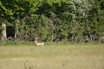Alert female European Roe Deer (Capreolus capreolus)