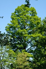 ARBRE CYPRES AIN DOMBES