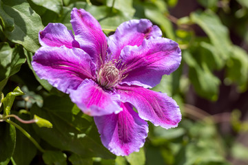 Pink Clematis in blooming in the spring sunshine