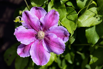 Pink Clematis in blooming in the spring sunshine © philipbird123