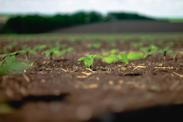 A small green plant grows on Ukrainian black soil