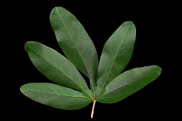 Passionflower leaf closeup