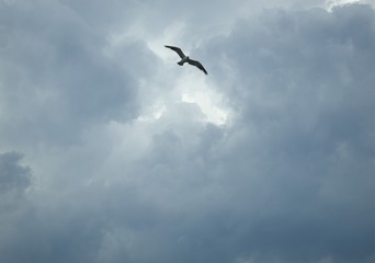 Obraz premium bird in a storm