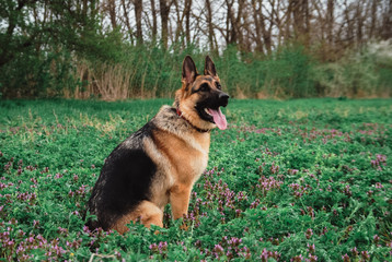 German shepherd in nature. The dog is sitting in a clear green field. Sheepdog poses.
