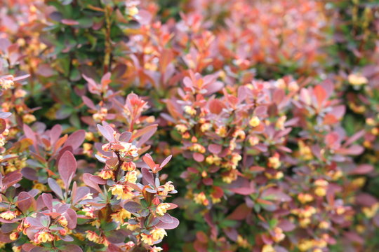 Barberry flowers bloomed on a bush in spring