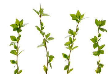 Few poplar branches with many young leaves on white background