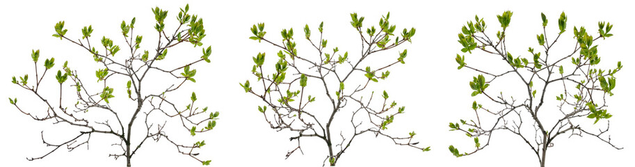 Few branched tree branches with many young leaves on white background