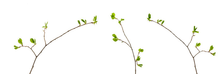 Three tree branches with young leaves on white background