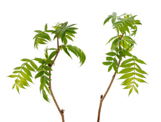 Two rowan branches with many young leaves on white background
