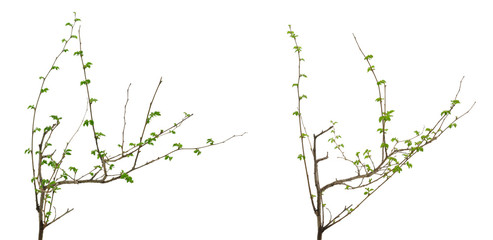 Two tree branches with many young leaves on white background