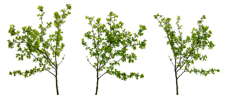 Three branched tree branches with many young leaves on white background
