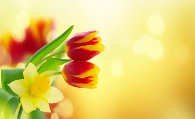 Fotobehang tulips and daffodils flowers © neirfy