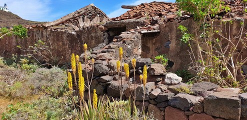 Flowers between ruin