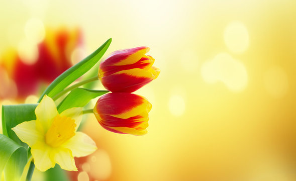 Fototapeta tulips and daffodils flowers
