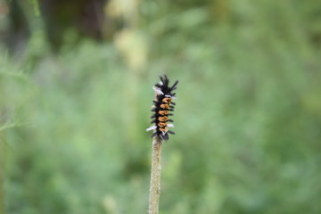 caterpillar on a stem