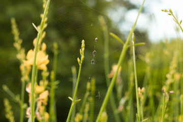 Telaraña con presa entre dos tallos de flores amarillas. 