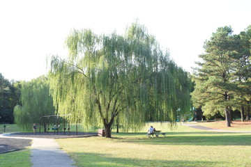 weeping willow tree