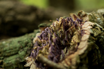 Setas moradas en tronco húmedo con musgo. 