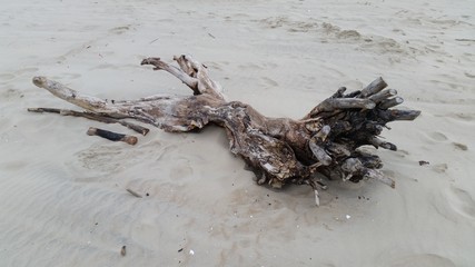 Bough on the beach