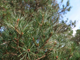 pine tree branches
