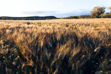 Wheat field at sunset in the Spanish countryside in spring. Selective focus, unfocused background.
