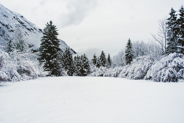 Fototapeta na wymiar Winter landascape with snow, tree, forest, wood