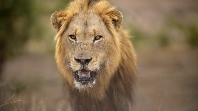 
Male lion looking at camera in the wilderness of Africa