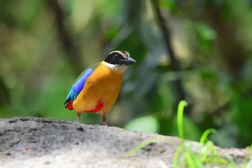 Has a black head over the eyes, wide brown stripes Green top body The feathers covering the wings of the rump and the top of the tail are bright blue.