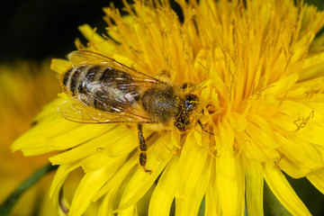 Extreme close-up view of European honey bee on the flower of Taraxacum officinale, the common dandelion