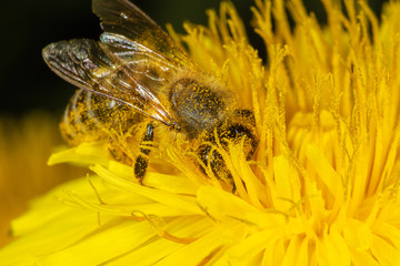 Extreme close-up view of European honey bee on the flower of Taraxacum officinale, the common dandelion