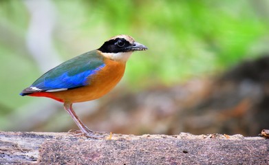 Has a black head over the eyes, wide brown stripes Green top body The feathers covering the wings of the rump and the top of the tail are bright blue.