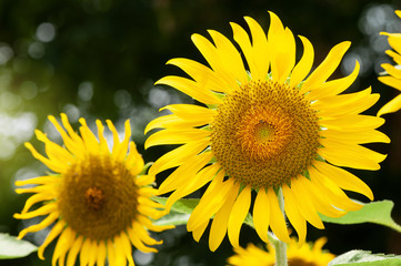 Sunflower natural background. Sunflower blooming. Close-up of sunflower.