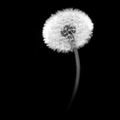 dandelion on black background