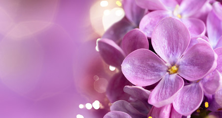 Fototapeta na wymiar Fresh lilac flowers