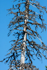 Dead tree) of Abies alba, the European silver fir or silver fir