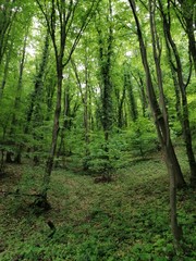 Obraz premium footpath in the woods