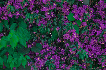 Spring bloom: violet flowers background