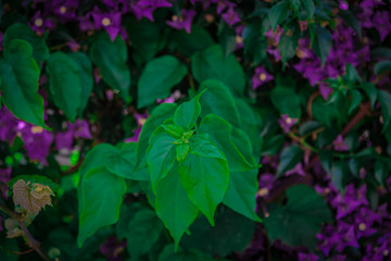 Spring bloom: violet flowers background