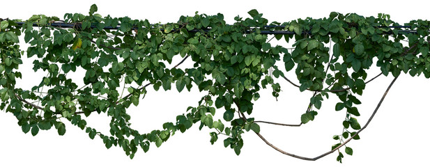 Vine jungle branches hanging. Climber isolated on white background. have clipping path