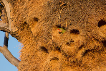 Huge nest of the sociable weaver is a species of bird in the Weaver family endemic to Southern Africa. Namibia