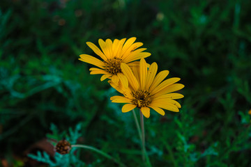 Bright yellow spring summer flower