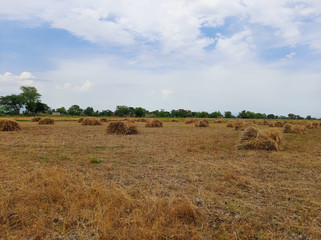 Fototapeta na wymiar hay bales in the field